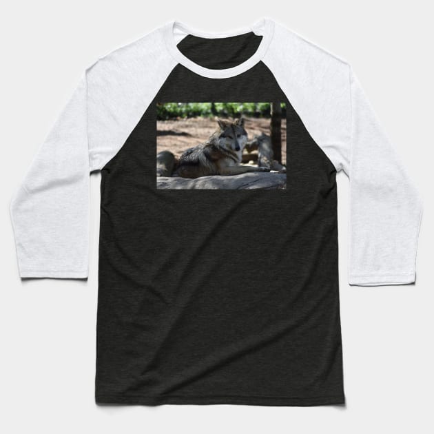 Mexican Grey Wolf Baseball T-Shirt by MarieDarcy